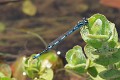 IMG_2211 Coenagrion mercuriale male